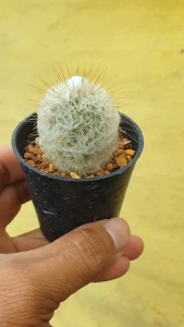 ต้นกระบองเพชร โอรีโอซีรีอุส Oreocereus doelzianus ขนปุยขาว #Oreocereus #เมล็ดพันธุ์พืช #cactus