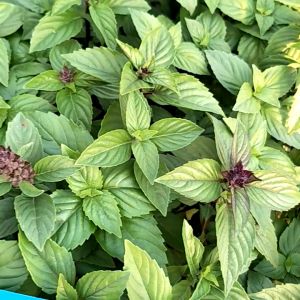 BASIL SEEDS - (300SEEDS) GENOVESE VEGETABLE SEEDS
