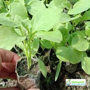 Benih Terong REZA 10 Gram Cap Bintang Asia PT Benih Citra Asia