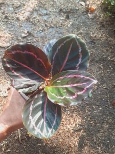 Tanaman hias aglonema chalatea black lipstik