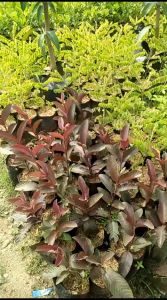 JAMBU BIJI MERAH | BIBIT CANGKOK| Cepat Berbuah | Berbuah Di Dalam Pot