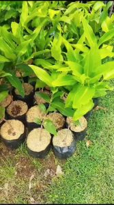 Bibit Jambu Air Kiojok Original