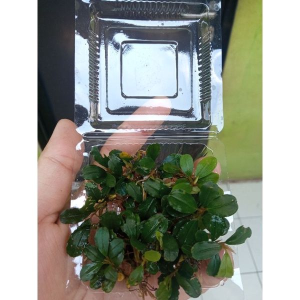 水草 Bucephalandra sp. Demos 3rd Bucephalandra sp. Demos 3rd