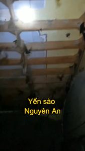 USB file trọn bộ 3 âm nhà yến AV - Yến sào nguyên An