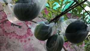 WATERMELON SEEDS (10PCS SEEDS) - SUGARBABY VARIETY/EASY TO GROW/MORE PROFIT/HIGH YIELD