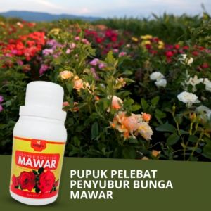 Pupuk Pelebat Bunga Mawar Organik Penyubur Penumbuh Tanaman Bunga Mawar Bisa Untuk Bunga Dalam Pot