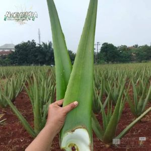 PAKET 2 PELEPAH SEGAR DAUN LIDAH BUAYA PONTIANAK ( UKURAN JUMBO )