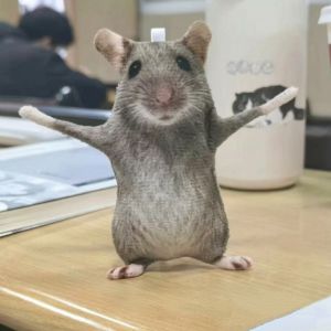 Creative 12/24cm Simulated Mouse Doll Plush Cartoon Doll Cute Soft Mini Animal Figure Stem Built in Skeleton Birthday Party Gift