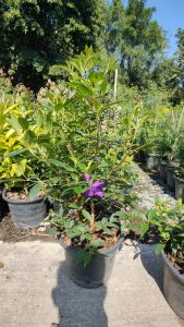 ม่วงมงคล แข็งแรงและรากเต็มกระถางขนาด กระถาง 11 นิ้ว (กทม)