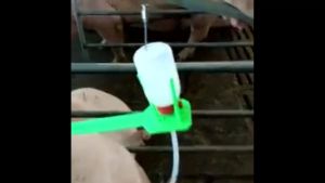 GLP Gilt | Dog Catheter for Swine/Dog A.I Artificial Insemination | SUMPIT Breeding Hog Raising Boar Semen Collection - Lazada