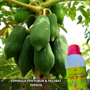 Pupuk Booster Buah Pepaya / Obat Pembesar Buah Pepaya / Pupuk Penyubur Tanaman Buah Pepaya Organik