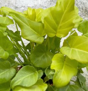 Philodedron Zanadu Golden Live Indoor plant Pokok bunga hidup Garden decoration Balcony decoration plants