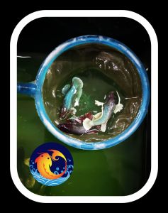 1/3/6 PIECES PACKAGE /FEMALE DUMBO BETTA/IKAN HIASAN /LIVE FISH /ORNAMENTAL FISH /AQUARIUM NEED /READY STOCK