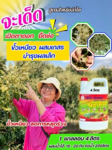 จะเด็ด 4 ลิตร สำหรับลำไย ฉีดพ่นทางใบ เปิดตาดอก ยืดช่อ ผสมเกสร ขั้วเหนียว บำรุงผลเล็ก ลดการใช้ปุ๋ยเคมีทางดิน