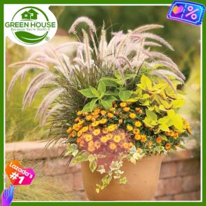 Green House® - Ornamental Fountain Grass White Seeds (50 Seed) incl. Instruction for Planting - Paniceae Plant