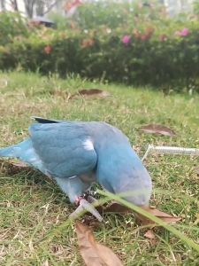 OTA สายคล้องขานก สายจูงนกแก้ว สายคล้องนกแก้ว เชือกนกแก้ว สายจูงนกซันคอ สายจูงนก เชือกนก สายยืดหยุ่นได้ 3 เมตร