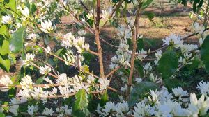 Dong Son Bourbon Arabica Coffee 1KG 100% Shade Grown 100% Single Origin