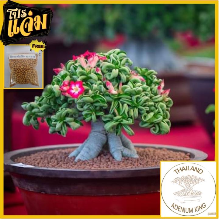 🌱ชวนชม เขาแกะ ไท เม ดู ซ่า 🌺🌺 | Lazada.co.th