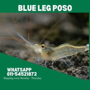 Blue Leg Poso Sulawesi Shrimp udang hiasan sulawesi caridina caerulea