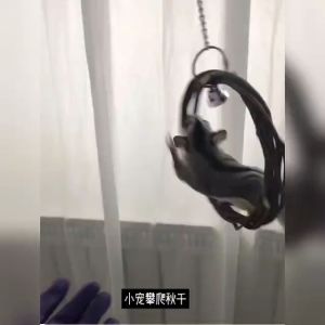 Sugar Glider Apple Wood Swing 蜜袋鼯苹果木秋千