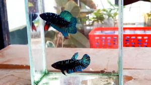 สุ่มปลากัด 1 กล่องได้ปลา 3ตัว ราคา 69 บาท