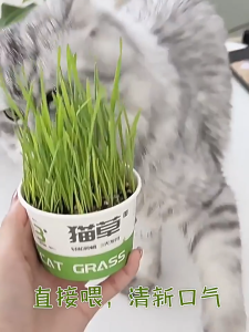 Cat Treat Easy Grow Fresh Cat Grass for Cats Hairball Relief Oral Care Cat Treats