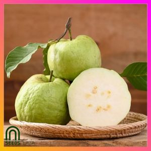 SeedsPLAZA™ - White Guava Seeds for Planting Vegetable Plants (10 Seed) Dwarf Bonsai Taiwan Guava Fruit Tree Plants