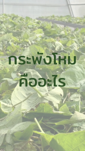 กระพังโหมอบแห้ง สมุนไพรบำรุงกำลัง ฟื้นฟูร่างกาย เครื่องดื่มสมุนไพรไทยแท้ คุณภาพดี มีอย. ไทยแท้ Dried Skunk Vine