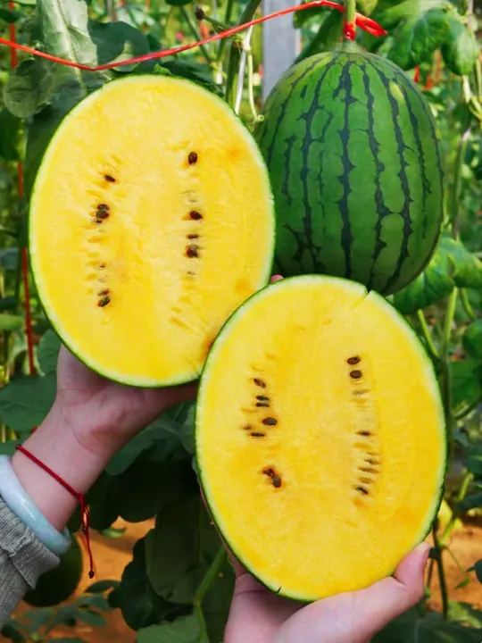 เมล็ดพันธุ์แตงโมเหลืองน้ำผึ้ง งอกง่าย โตไว