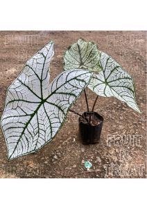 Pokok Hiasan Daun Keladi/Caladium White Christmas 彩芋叶🍃