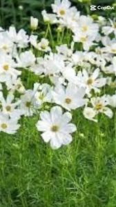 (300 Hạt )Hạt Giống Hoa Sao Nhái Mix Trắng-Hoa Nở Siêu Đẹp & Dễ Trồng-Tặng kèm hướng dẫn trồng