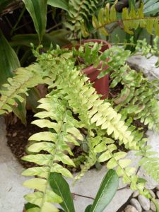 fern zebra (variegated Boston Fern)