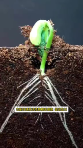 SG Seller Quick Revive Greenhouse Liquid for Rapid Plant Revitalization - Nutrient Fertilizer Solution