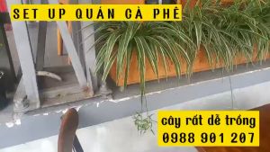 2 CHẬU CÂY TO C5 HAY 3 BẦU CHỈ 29K NGÃI NÀNG RÙ CÂY LUYẾN KHÁCH CỎ LAN CHI GIÚP GIA CHỦ MUA MAY BÁN ĐẮT TẶNG TÚI PHÂN SET UP QUÁ CÀ PHÊ QUÁN ĂN LÀ HÊT NẤC VÌ CÂY DỄ CHĂM SÓC