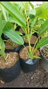 Bibit Pohon Hias Pisang Kipas / Tanaman Hias Pisang Kipas