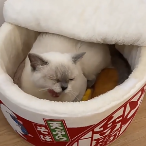 RANKTAILS ตะกร้านอนน้องเหมียวรูปชามราเม็ง ที่นอนชามมาม่า ที่นอนแมว ดีไซน์น่ารัก วัสดุนุ่ม ขนาดพอดีตัว เหมาะสำหรับน้องเหมียวที่มีน้ำหนักไม่เกิน 6 กก.