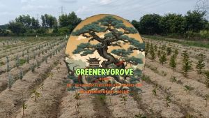 ต้นสนฉัตร (Norfolk island pine) ขนาด 60cm-110cm (ราคาต่อ1ต้น) *ไม่รวมกระถาง*