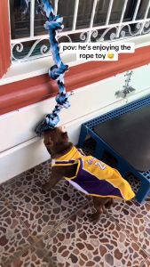 Dog Dogs Rope Chew Toy All Stages Adult Puppy Durable Interactive Tug Play Bite Pet Accessories