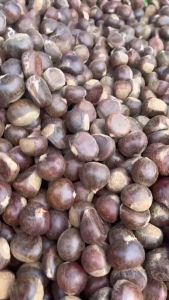 เกาลัดญี่ปุ่นดิบ เม็ดสวย 1 กิโลกรัม