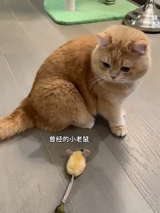 MeowMart Cat Mouse Toy RC Plush Touch Sensor USB Rechargeable Random Move Indoor Play Pet