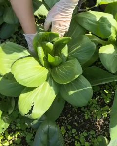 Hạt giống rau cải chíp gói 20gram Tỷ lệ nảy mầm >90% Độ thuần >99% Xuất xứ Việt nam