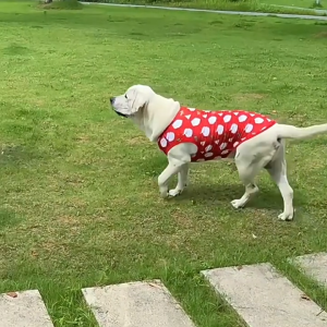 Christmas Pet Clothes for Small Medium Big Dogs Santa Claus Cat Vest Soft Dog Sando with Elasticity