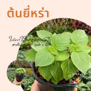 ต้นยี่หร่า ต้นยี่หร่า ยี่หร่า กะเพราควาย ส่งพร้อมกระถาง/ถุงดำ 6 นิ้ว ผักสวนครัว ผักสวนครัวปลูกง่าย ผักสวนครัวพร้อมปลูก ผักออร์แกนิก