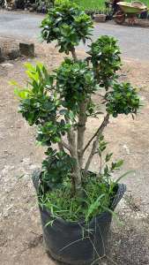 Bonsai Dolar Micro Taman Murah Tinggi 80-100cm