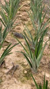 หน่อสับปะรดสยามโกลด์MD2 หน่อพันธู์สับปะรดMD2 หน่อสับปะรดปลูกง่าย เนื้ออร่อยไม่กัดลิ้น มัดละ 20 หน่อ