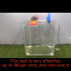 ⚡️ 500 times the effect of ordinary ⚡️ rat poison killer racun tikus paling kuat cepat mati ubat tikus 老鼠药 mouse killer rat repellent Large capacity