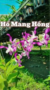 HOA LAN DENRO HỔ MANG HỒNG
