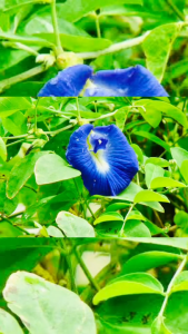 Organic Blue Butterfly Pea Tea Bags 10s | Blue Ternate Tea / Blue Pea Flower Tea | Caffeine-Free Herbal Tea
