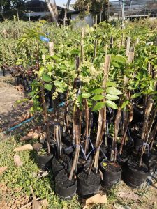 🍀 สะเดามันทะวาย 🍀 ต้นเสียบยอด ต้นล่ะ 120฿  รอบใหม่ของปีนี้มาแล้วจ้า🌧🌧 ออกดอกไม้ 3 ครั้ง/ปี  เป็นพืชทนแล้ง ใช้น้ำน้อย ปลูกได้ในหลายสภาพดิน   เป็นพืชปลอดสาร  รสชาติขมเล็กน้อย ❎️นิยมนำมาทำเป็นอาหาร ดอกและยอดอ่อนนำมาลวก หรือต้มให้สุก กินกับน้ำพริก