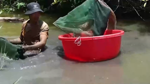 cào ốchến ngoài sông hồ ao miệng rộng 60cm